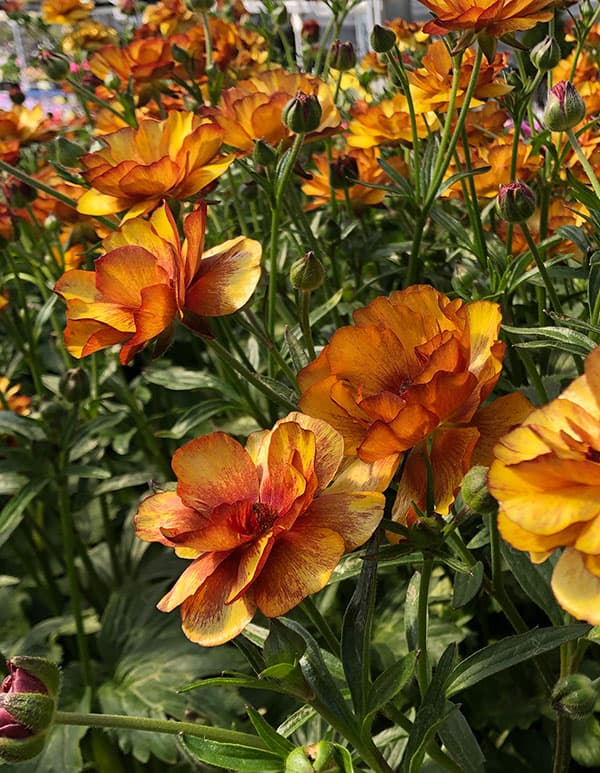 園芸ネット本店｜ラナンキュラス：ラックス サティロス3.5-4号ポット