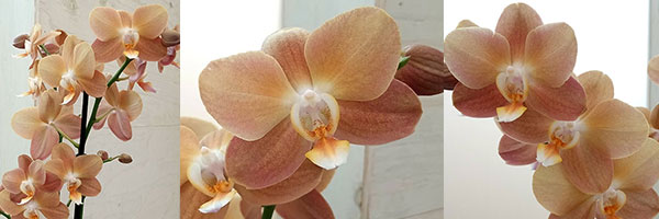 園芸ネット本店｜「椎名洋ラン園さんの胡蝶蘭」の栽培ガイド【公式】