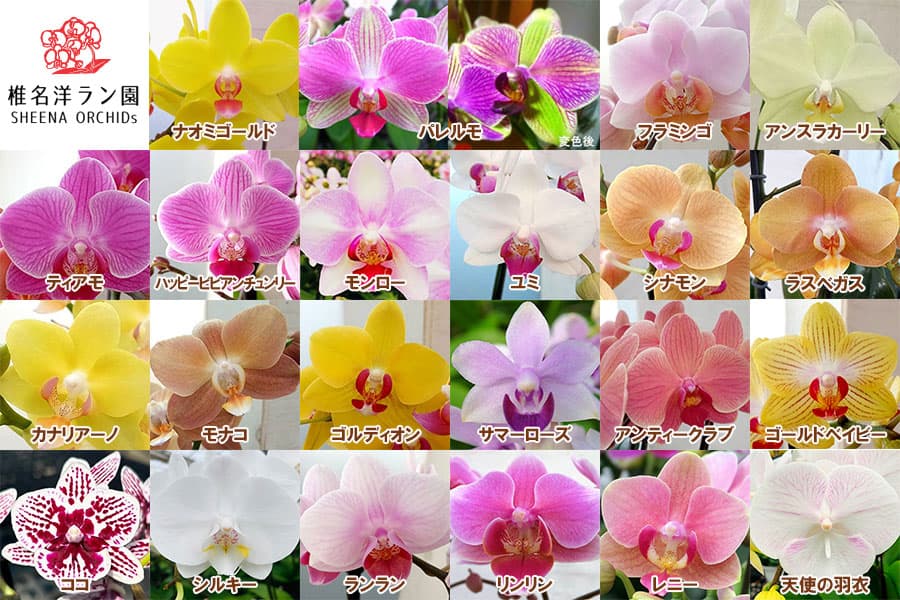 園芸ネット本店｜「椎名洋ラン園さんの胡蝶蘭」の栽培ガイド【公式】