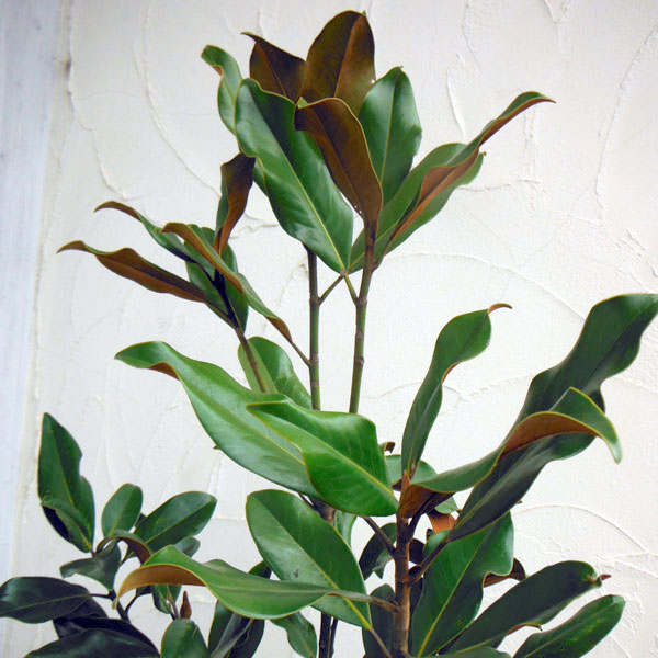 園芸ネット本店｜タイサンボク：ケイパレス3号ポット の通販【公式】