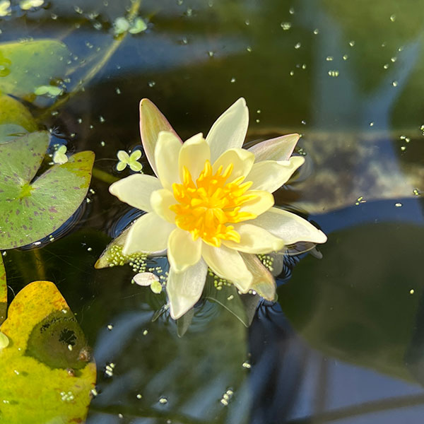 園芸ネット本店｜ヒメスイレン（姫睡蓮)：イエロー系4号ポット の通販