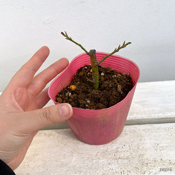 園芸ネット本店｜ブルーベリー（ハイブッシュ系）：ノースランド3.5号