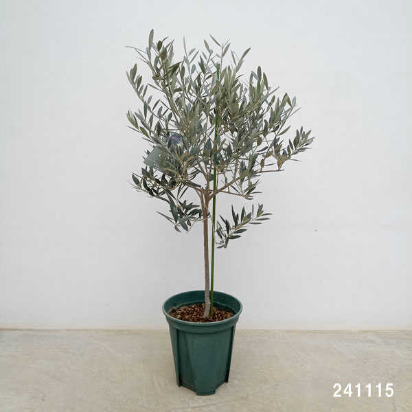 園芸ネット本店｜オリーブ：オヒブランカ 8号鉢植え* の通販【公式】