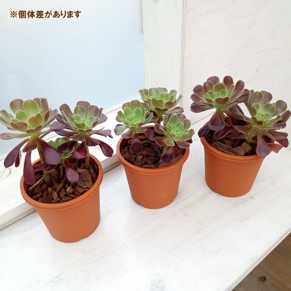 園芸ネット本店｜アエオニウム：カシミアバイオレット4号鉢植え の通販