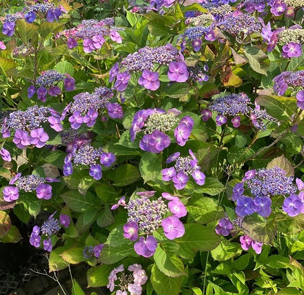 園芸ネット本店｜ヤマアジサイ：タフスタッフ5号鉢植え 3株セット の