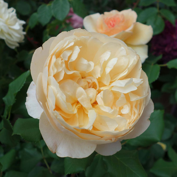 園芸ネット本店｜イングリッシュローズ デビッド・オースチン