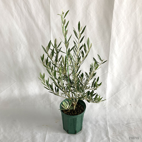 園芸ネット本店｜オリーブ：オヒブランカ 5号ポット* の通販【公式】