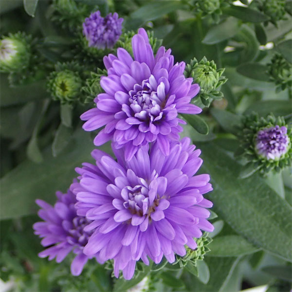 園芸ネット本店｜アスター：ミステリーレディ・ニコル（青紫）3.5号