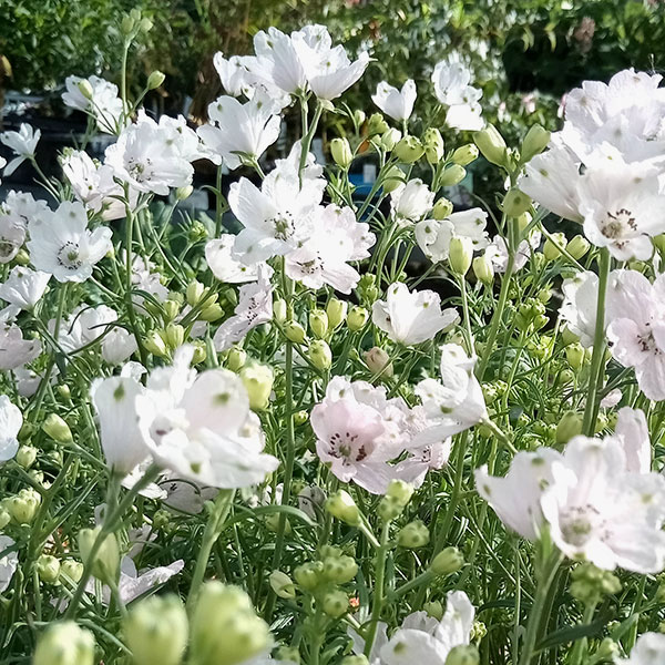 園芸ネット本店｜[26年3月中下旬予約]デルフィニウム：さくらひめ3.5号