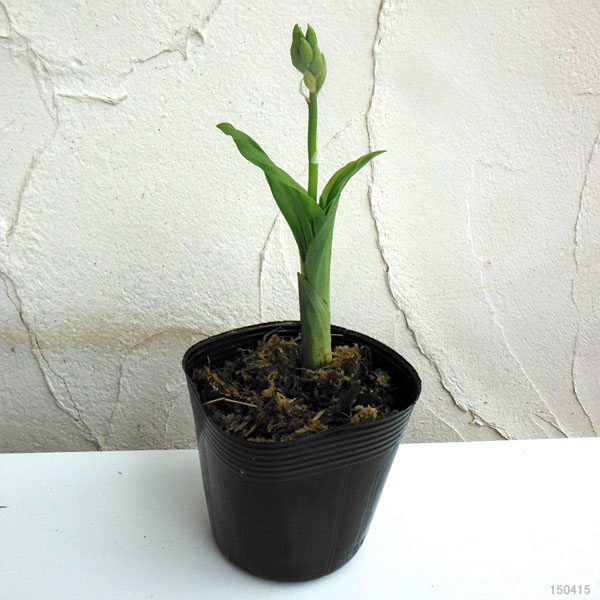 園芸ネット本店｜エビネ：黄エビネ（キエビネ）3-3.5号ポット の通販