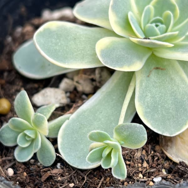 園芸ネット本店｜セダム（オロスタキス）：子持ち蓮華錦（斑入り）3号