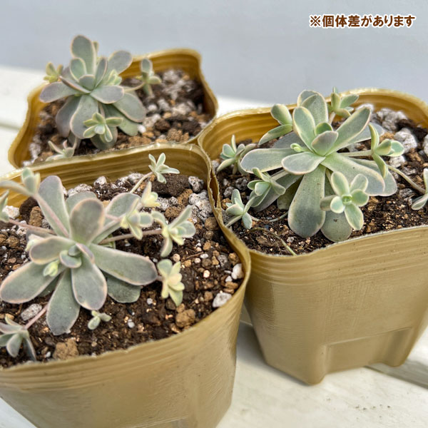 園芸ネット本店｜セダム（オロスタキス）：子持ち蓮華錦（斑入り）3号