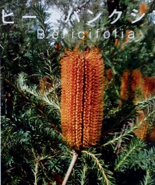 園芸ネット本店｜バンクシア：ヒースバンクシア5号ポット の通販【公式】