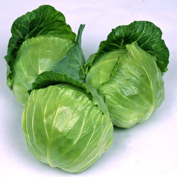 園芸ネット本店｜キャベツ：サラダキャベツ（ミニックス40） の通販