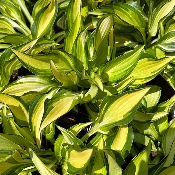 園芸ネット本店｜[26年4月下旬予約]ギボウシ（ホスタ・小型タイプ