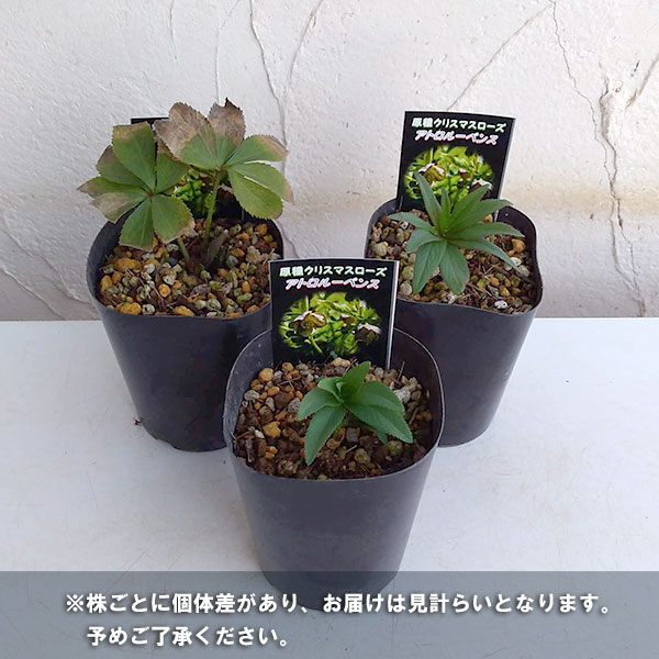 園芸ネット本店｜クリスマスローズ（原種）：アトロルーベンス3号