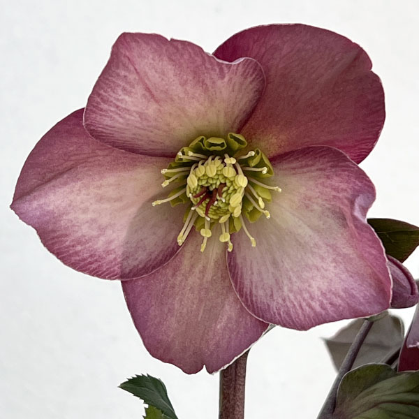 園芸ネット本店｜クリスマスローズ：*HGC Ice N'roses 氷の薔薇 ローズ