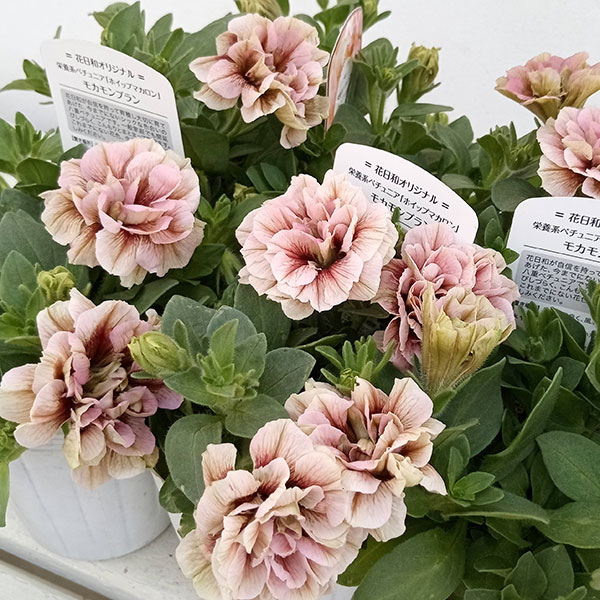 園芸ネット本店｜ペチュニア：ホイップマカロン バラエティ6品種セット