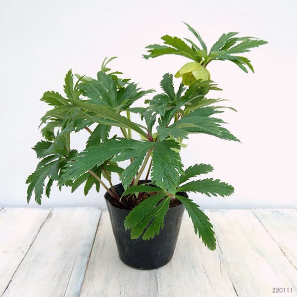 園芸ネット本店｜クリスマスローズ（原種系）：ボッコネイ4号ポット の