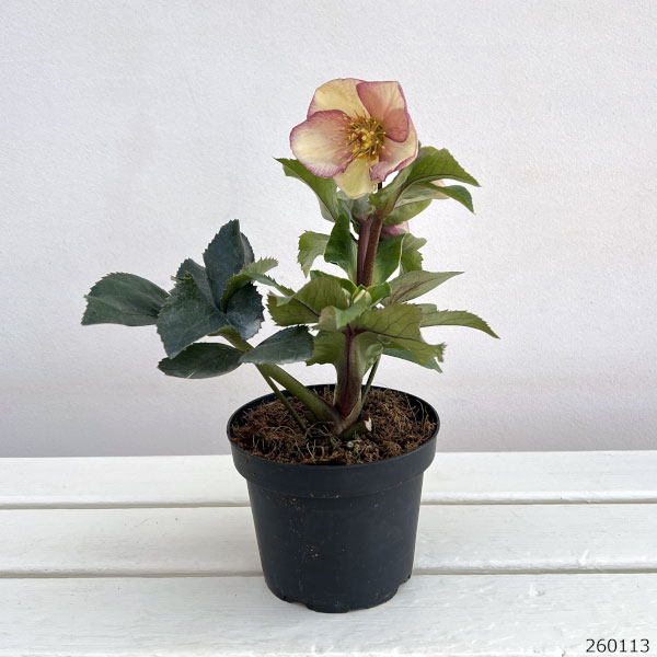 園芸ネット本店｜クリスマスローズ：*HGC Ice N'roses 氷の薔薇