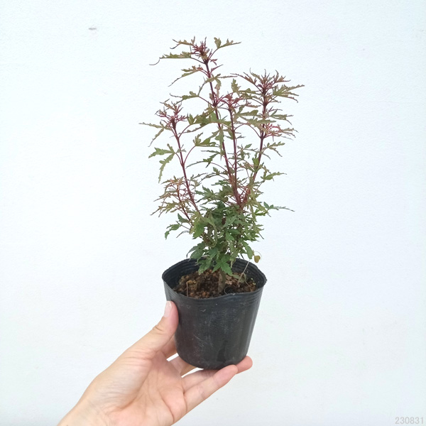 園芸ネット本店｜モミジ：京の舞3号ポット の通販【公式】