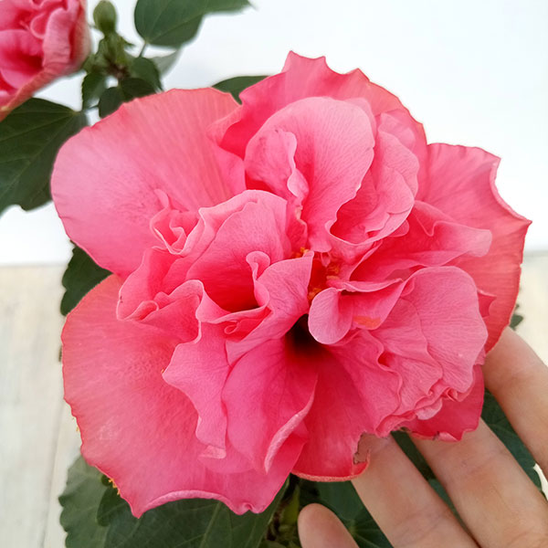 園芸ネット本店｜ハイビスカス（ニューロングライフ）：アドニスダブル