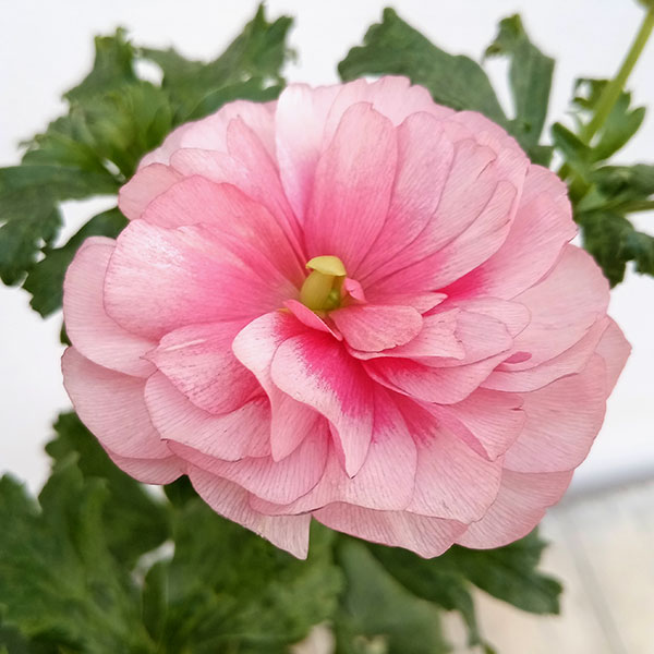 園芸ネット本店｜ラナンキュラス：ラックス ヘラ5号鉢 の通販【公式】