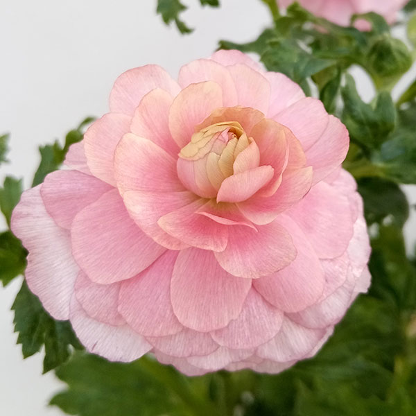 園芸ネット本店｜ラナンキュラス：ラックス ヘラ5号鉢 の通販【公式】