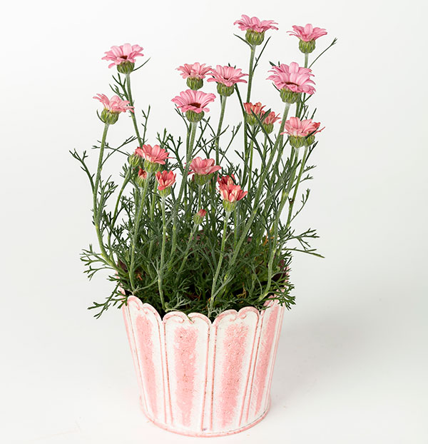 園芸ネット本店｜ローダンセマム：マーズ3.5号ポット の通販【公式】