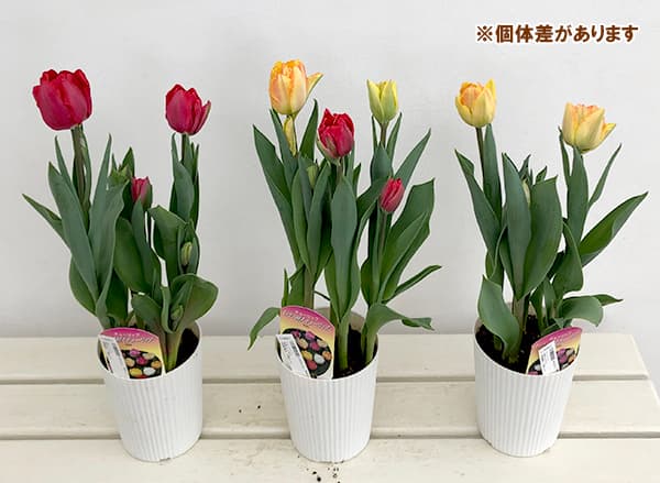 園芸ネット本店｜チューリップ：花色ミックス4号鉢植え（5球入り） の