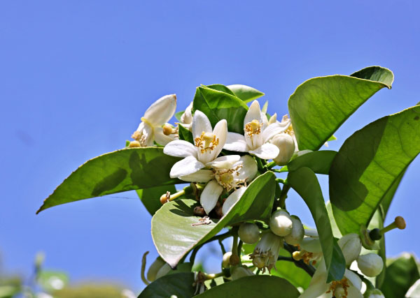 園芸ネット本店｜ハッサク（八朔）4～5号ポット の通販【公式】