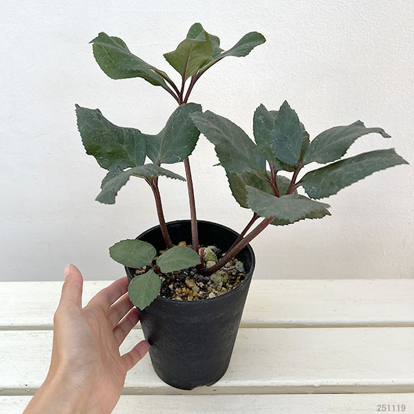 園芸ネット本店｜クリスマスローズ（原種交配）：*HGCフロスティー4.5