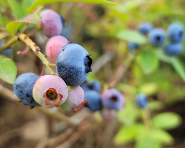 園芸ネット本店｜ブルーベリー（ハイブッシュ系）：チャンドラー接木苗