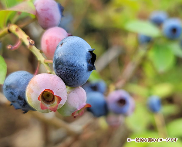 園芸ネット本店｜ブルーベリー（大実ラビットアイ系）：ブライトウェル
