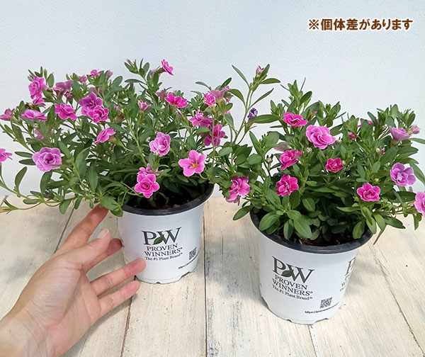 園芸ネット本店｜PW寄せ植えセット（アートストーン）：スーパーベル