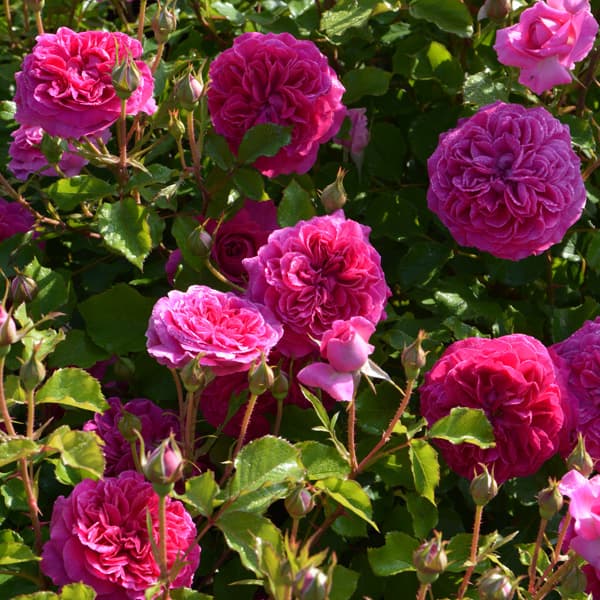 園芸ネット本店｜[26年5月中下旬予約]ロサ・オリエンティス：フレーズ