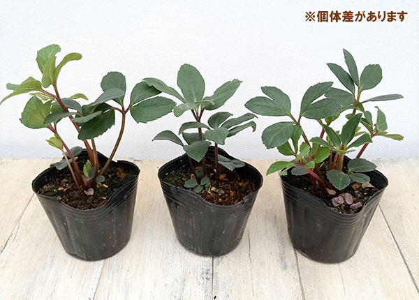 園芸ネット本店｜クリスマスローズ（原種系）：早咲きニゲル3号ポット