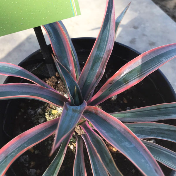 園芸ネット本店｜ユッカ：グロリオサ バリエガータ（斑入り）5号ポット