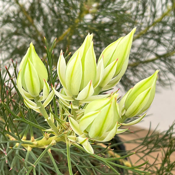 園芸ネット本店｜セルリア（ジョーイセルリア）：ブラッシングブライド