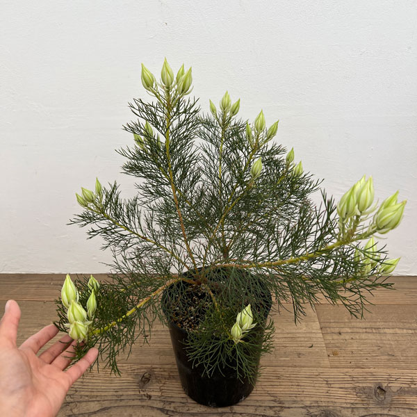 園芸ネット本店｜セルリア（ジョーイセルリア）：ブラッシングブライド