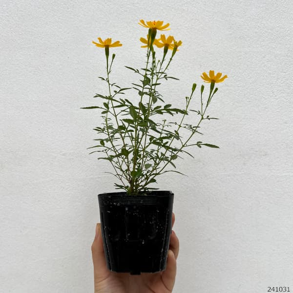 園芸ネット本店｜レモンマリーゴールド3号ポット2株セット の通販【公式】