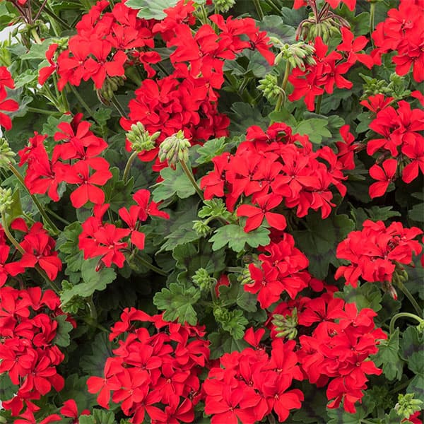 園芸ネット本店｜（わけあり特価）ゼラニウム：レッドエクスプロー