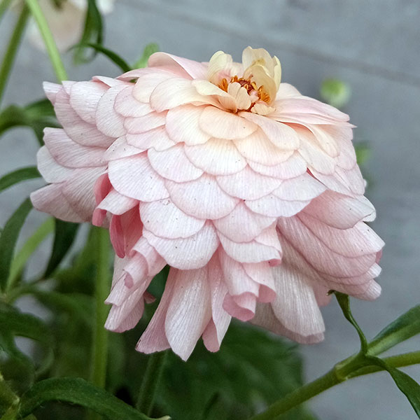 園芸ネット本店｜ラナンキュラス：ラックス アリアドネ6号鉢植え の