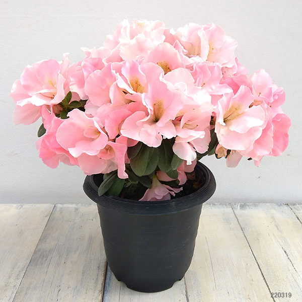 園芸ネット本店｜アザレア：ロマンスパール5号鉢植え の通販【公式】