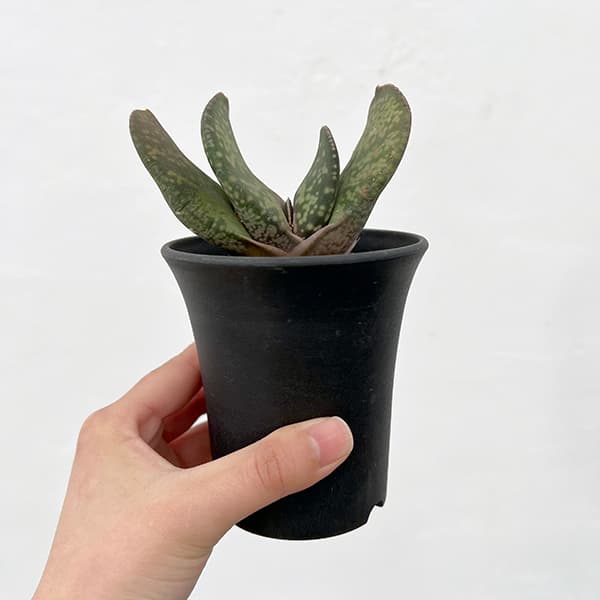 園芸ネット本店｜ガステリア：恐竜 3号25-01 の通販【公式】