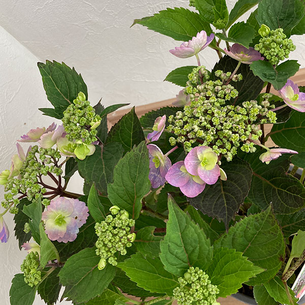園芸ネット本店｜ヤマアジサイ：タフスタッフ5号鉢植え 3株セット の