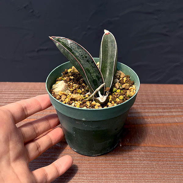 園芸ネット本店｜サンセベリア：ハリーブルーバット 2.5号 の通販【公式】