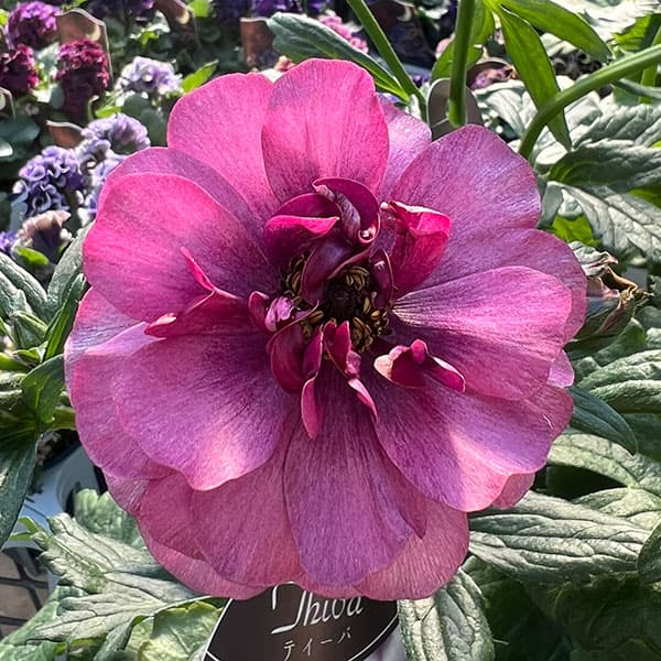 園芸ネット本店｜ラナンキュラス：ラックス ティーバ3.5-4号ポット の