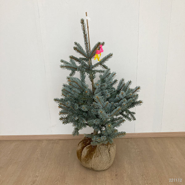 園芸ネット本店｜ピセアプンゲンス（プンゲンストウヒ）：ホプシー