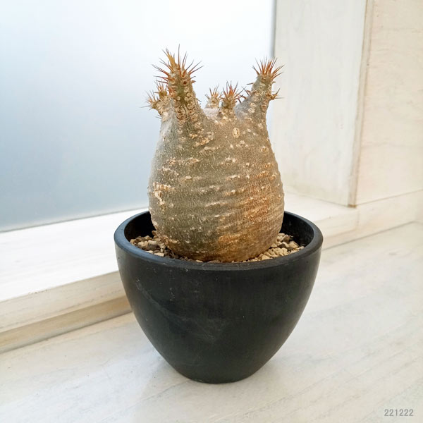 園芸ネット本店｜パキポディウム：グラキリス（発根済み株）3.5号（G11